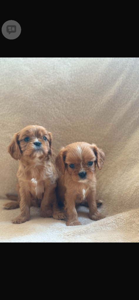 1 Red boy left cavalier King Charles spaniel 