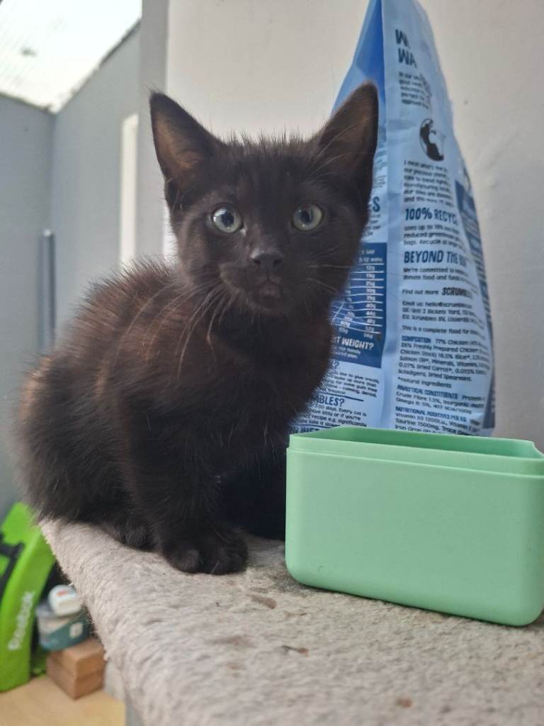 Adorable fluffy Black/Brown Boy Kitten READY 14/12/25