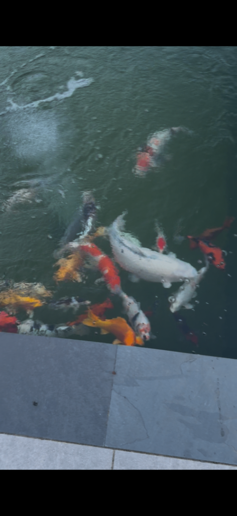 Koi for sale