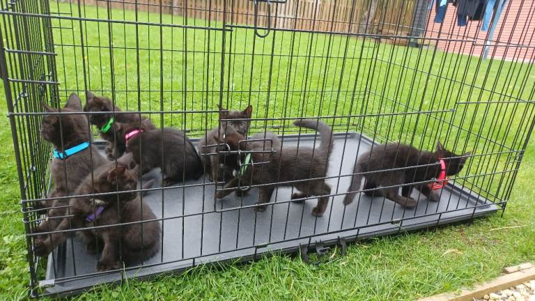 8 British Shorthair Kittens For Sale