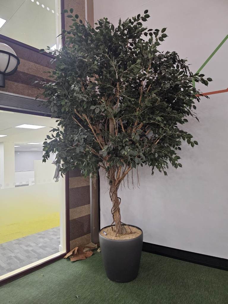 Ficus tree