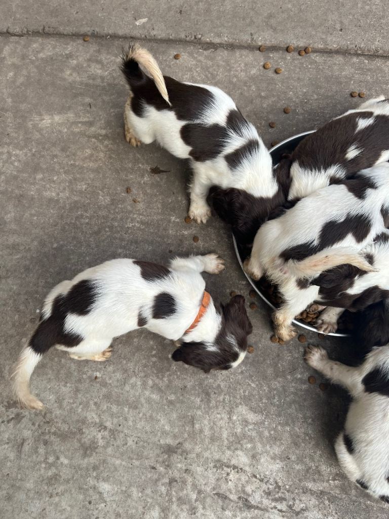 English springer spaniel pups