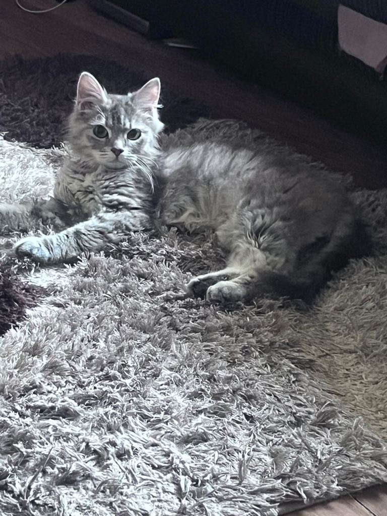 Long hair grey kitten 