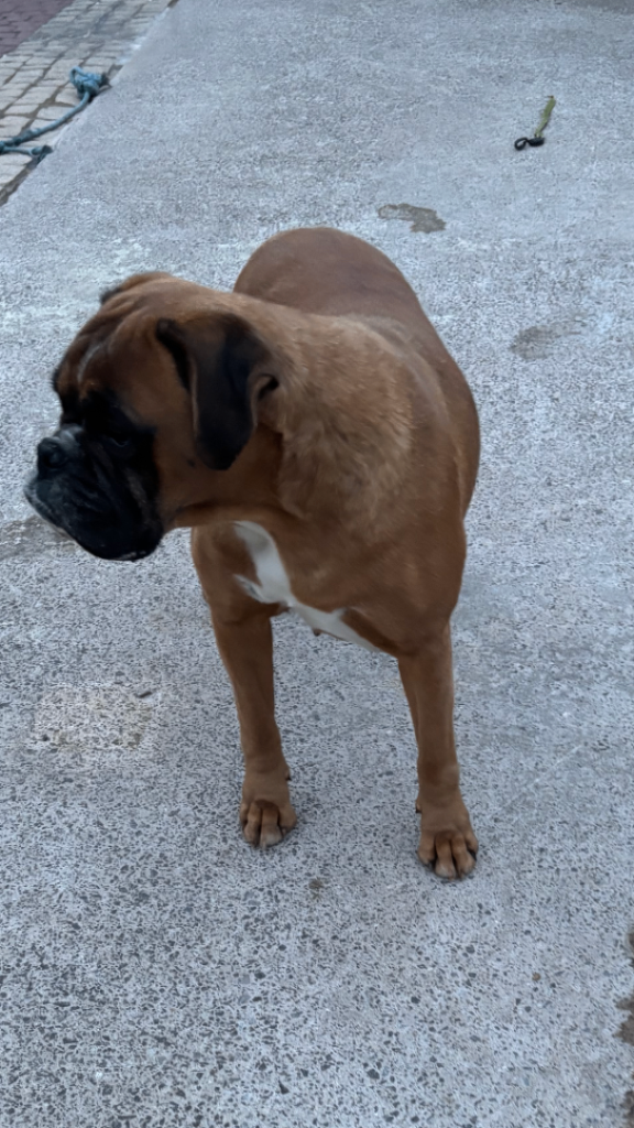 Boxer dog 