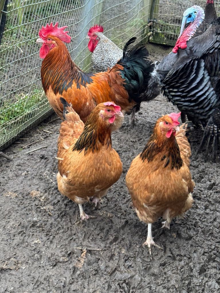 Chickens for sale