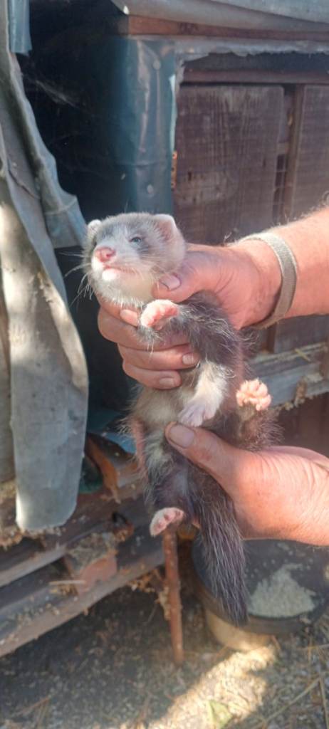 Baby ferrets ready now 