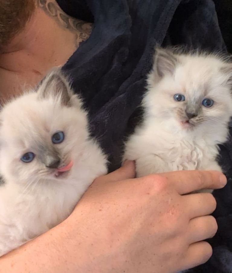 8 week old male ragdoll kitten 