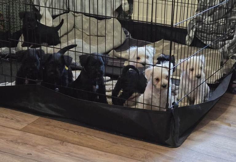 Miniature schnauzer puppies 