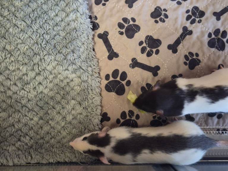 Very friendly Baby rats for sale lovely markings