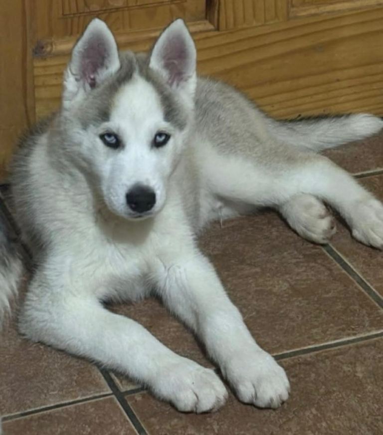 Husky