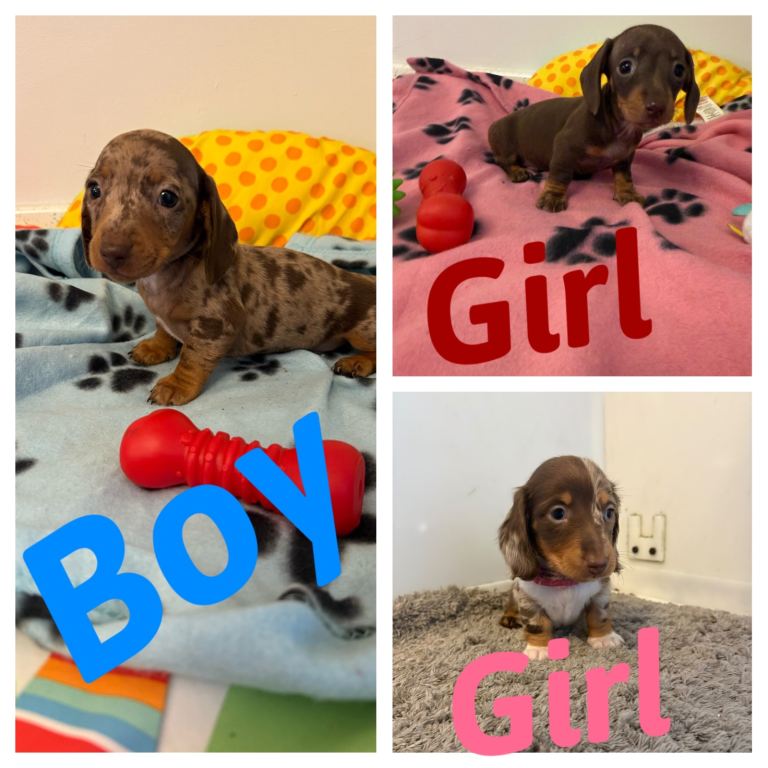 Miniature dachshund puppy’s available 