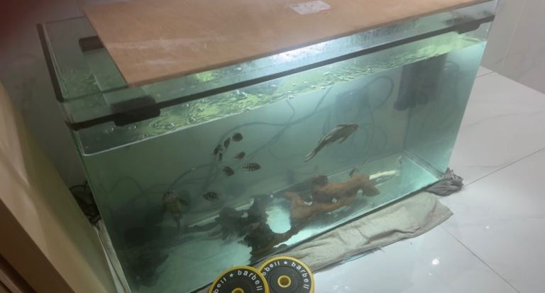 400L Aquarium Set Up + Fish