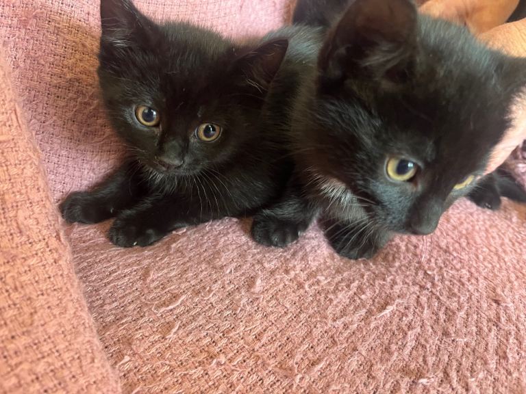 Adorable kittens 