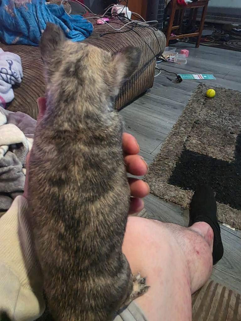 Miniature chihuahua puppy 
