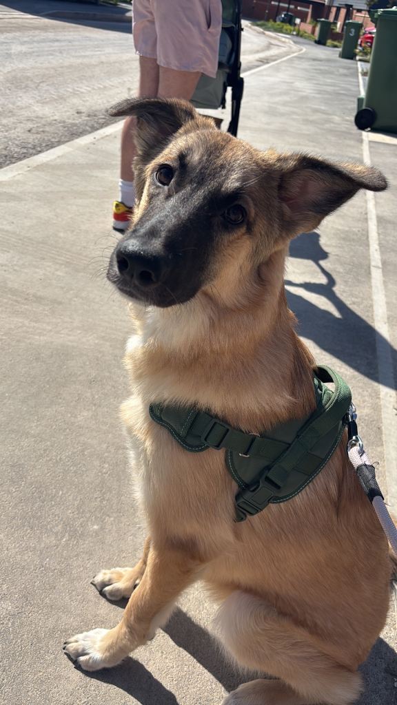 turkish kengal x german shepherd DIDCOT