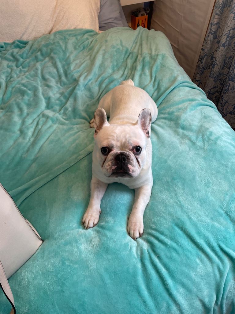 White full breed French bulldog