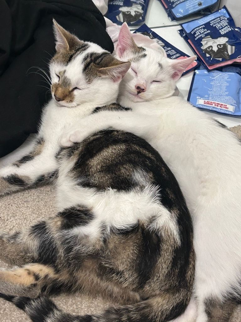 2 Male kittens for sale