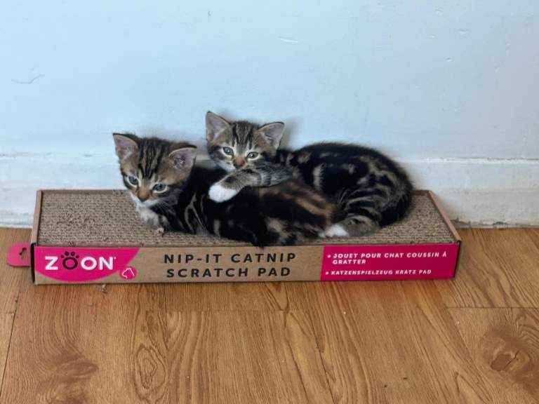 2 month old kittens 