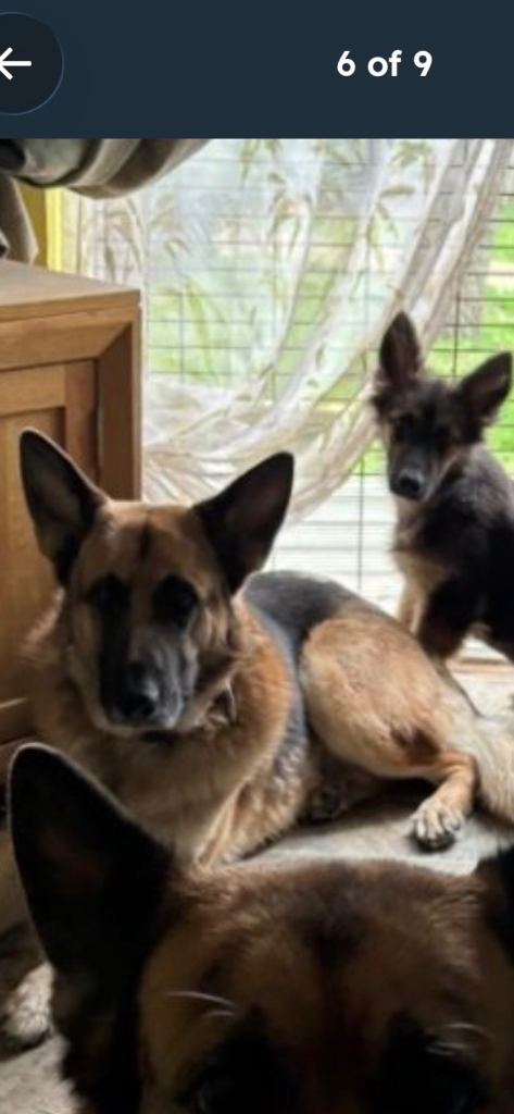 1 German shepherd puppy left available 