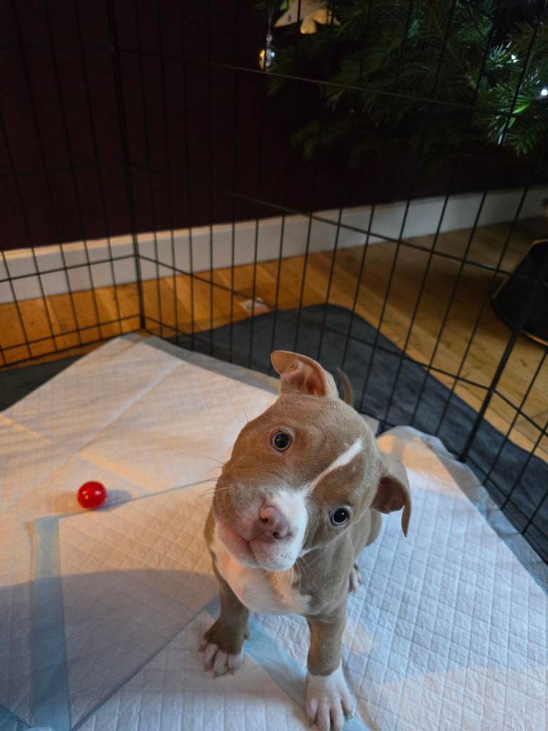 3 Girl pocket Bullies 