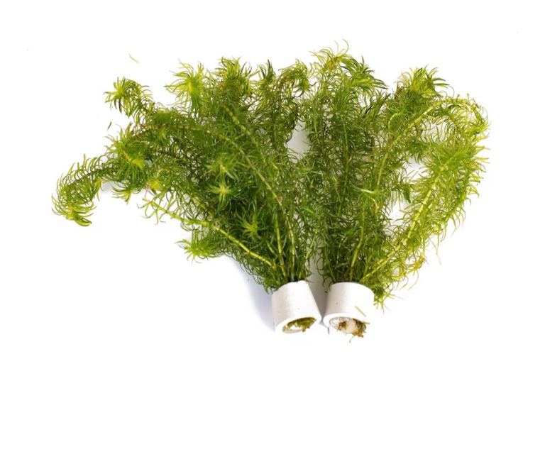 Pond weed- Elodea Densa Oxygenating Pond Plant