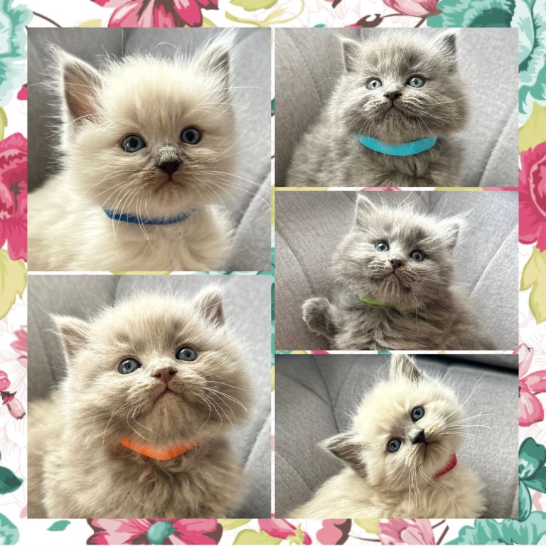 Beautiful Fluffy Ragdoll x British Shorthair Kittens