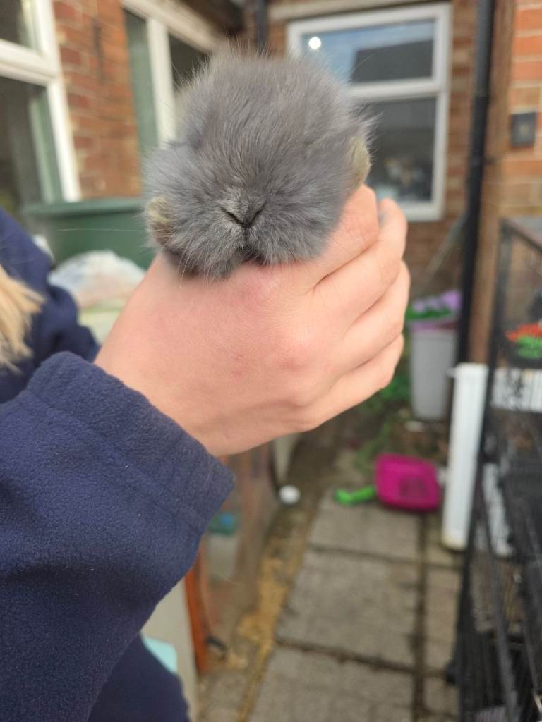4 beautiful rabbits for sale 