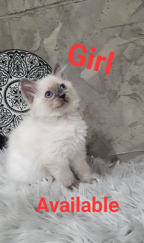 1 Beautiful Girl KITTEN LEFT!!! - Ragdoll Blue Point - looking for their forever homes