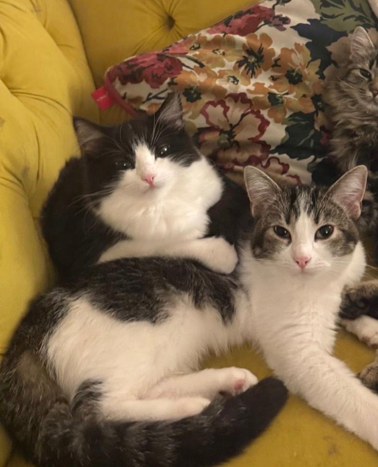 2 Cats Ragdoll Tabby Mixes (Bleu and Noor)