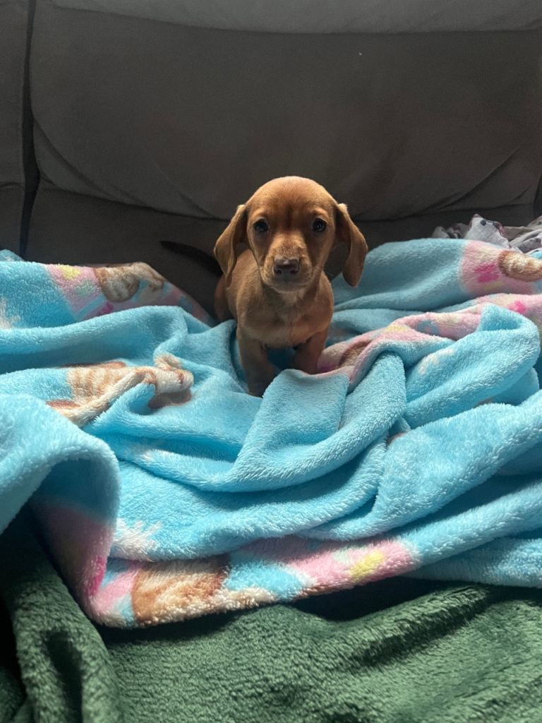 1 girl left miniature Dachshund  
