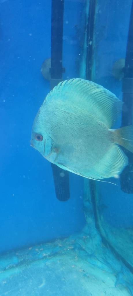 XXL DISCUS FISH 
