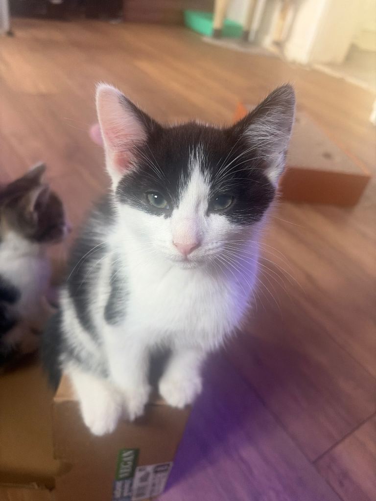 1 beautiful kitten left  for sale 