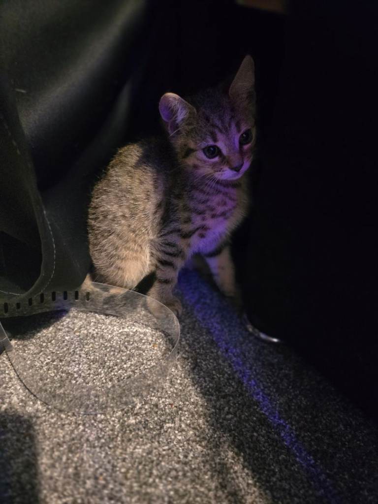 Male kitten 