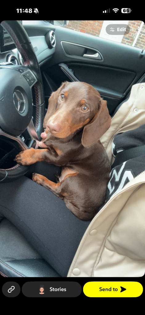 KC Registered Miniature Daschund