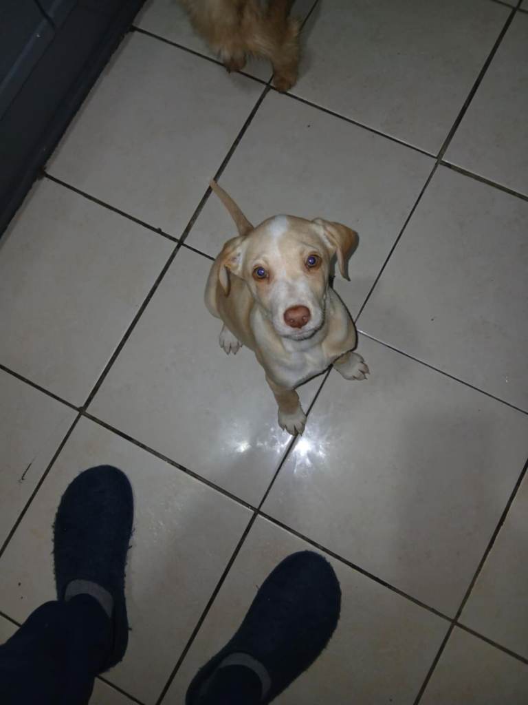 Male lab x dalmation