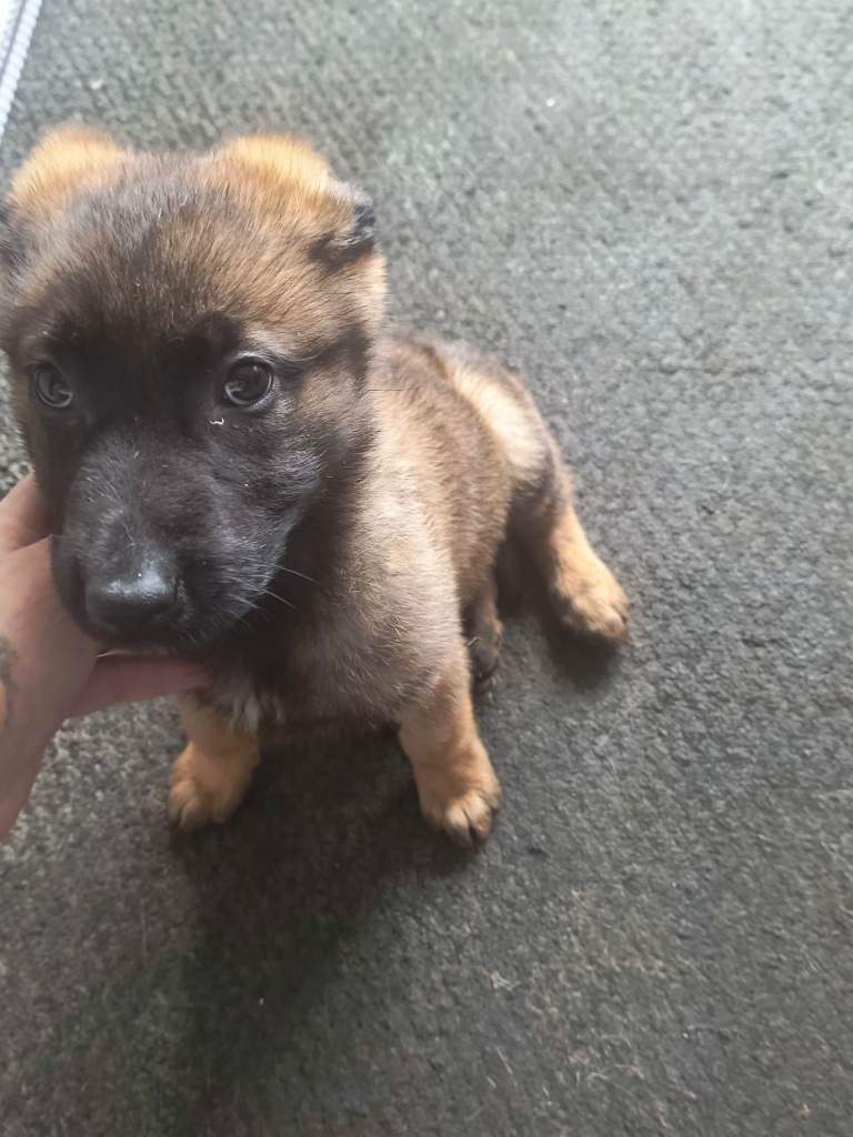 Malinois puppy for sale.