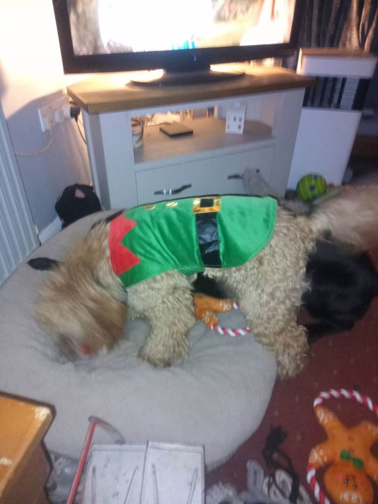 Two lovely boys need a new home