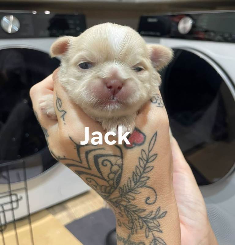 🌸🐶 Shih Tzu Puppies Looking for Their Forever Homes! 🐶🌸