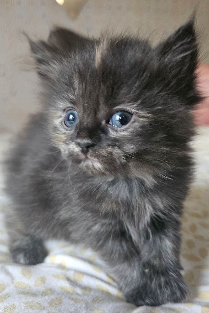 Beautiful kittens