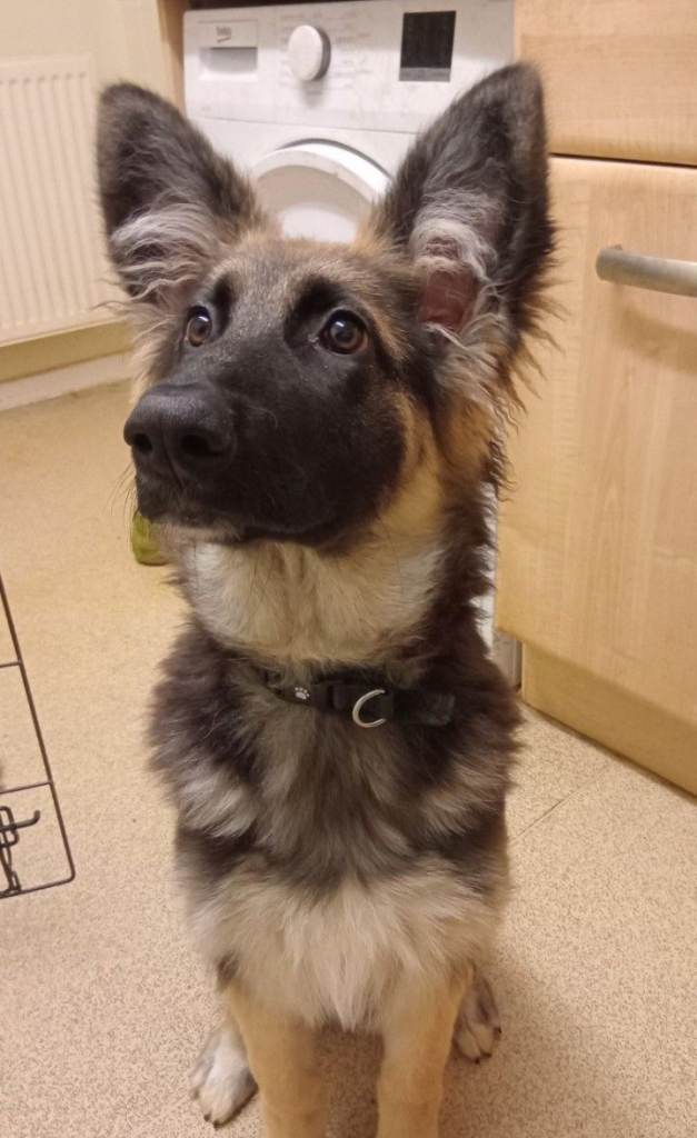 5 months old german shepard female