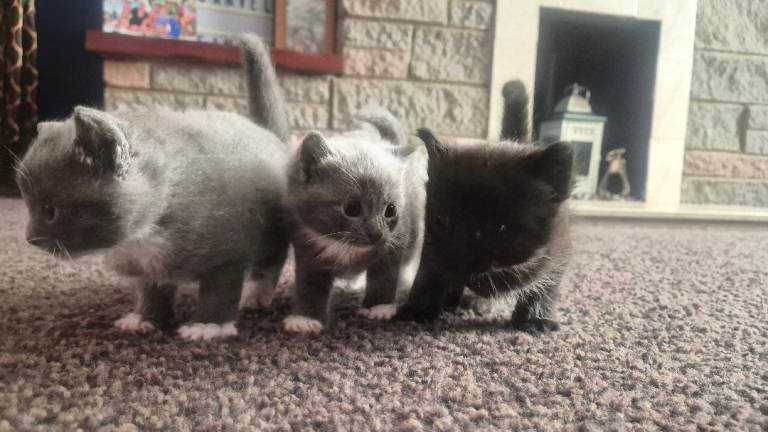 Gorgeous Kittens for Sale
