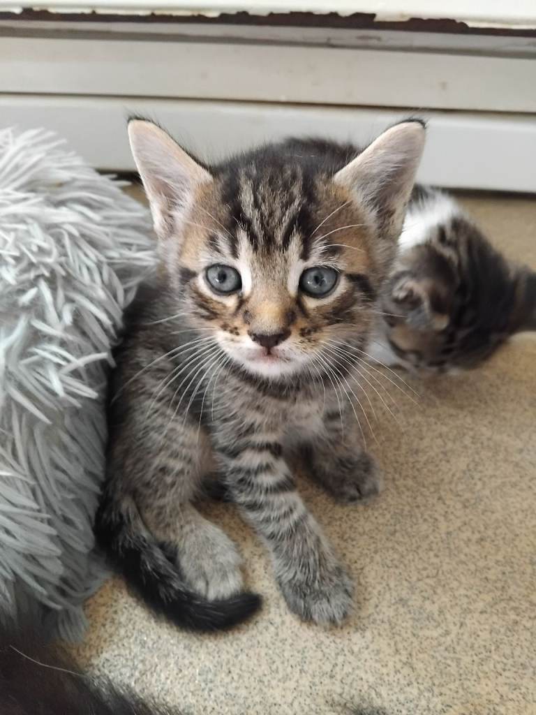 Gorgeous bengal x kittens for sale