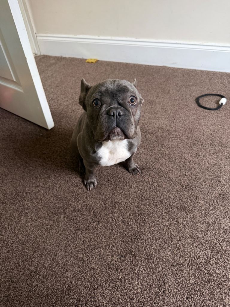 French bulldog female