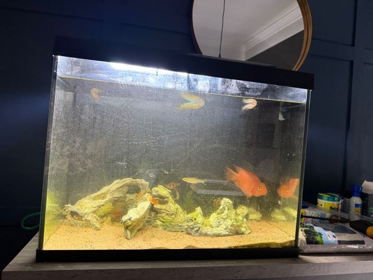 Fish tank, tropical fish and accessories 