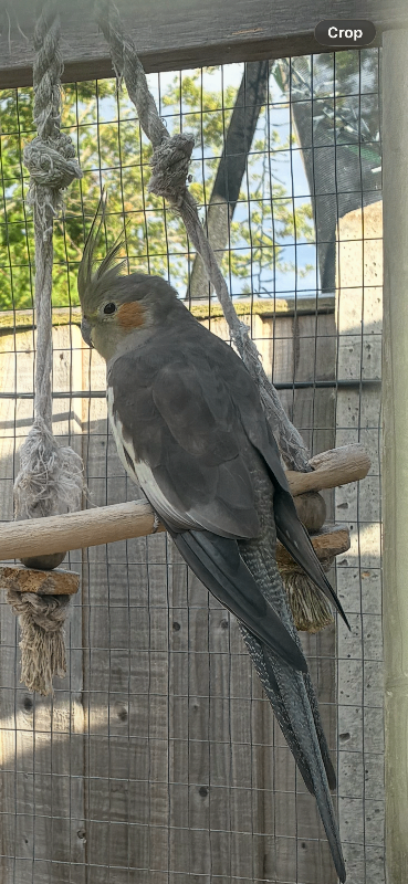 Cockatiel 