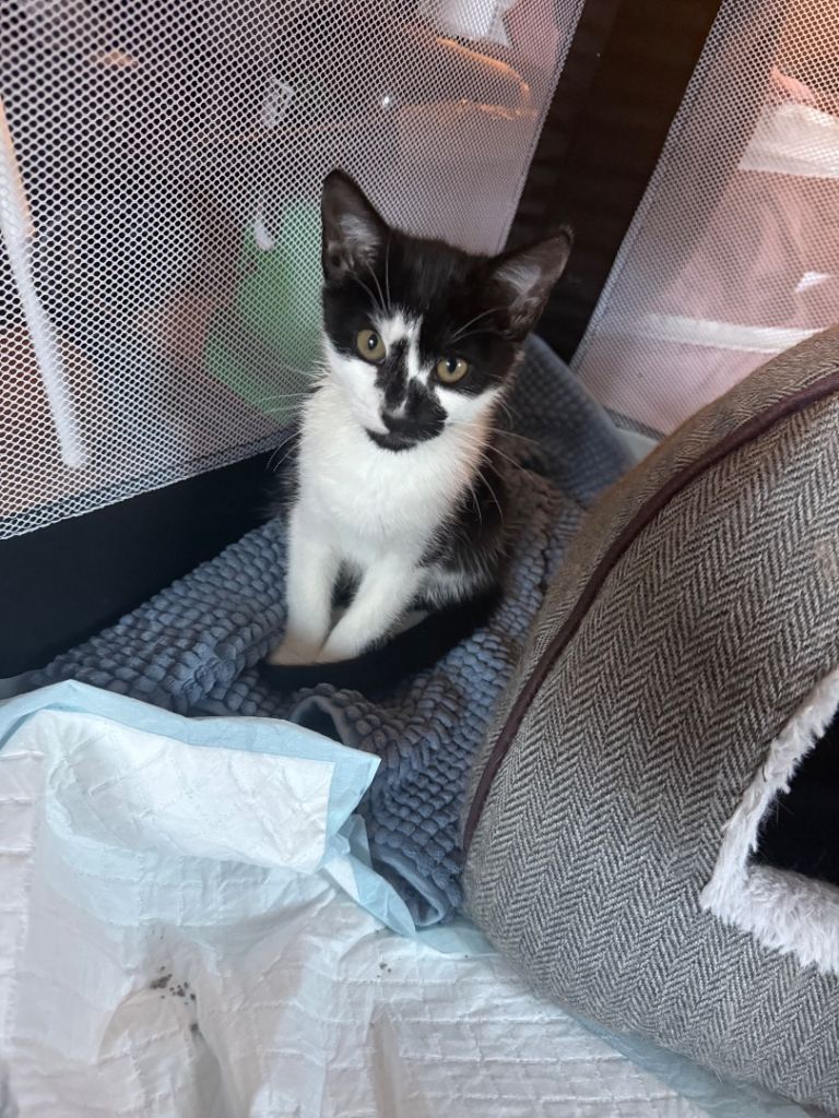 Kittens