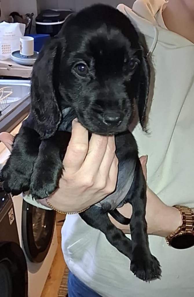 Cocker Lab cross pups for sale