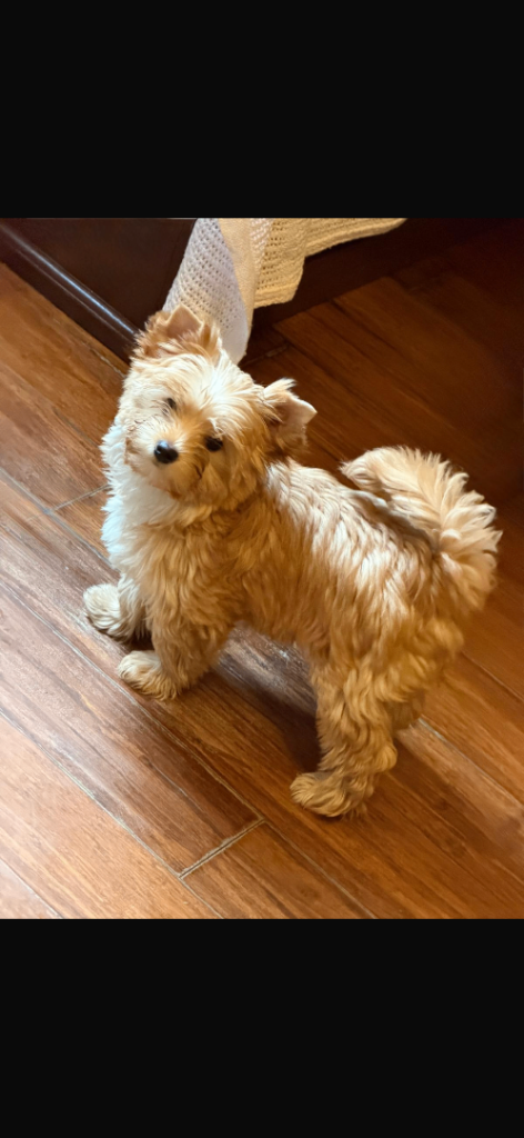 Yorkshire terrier