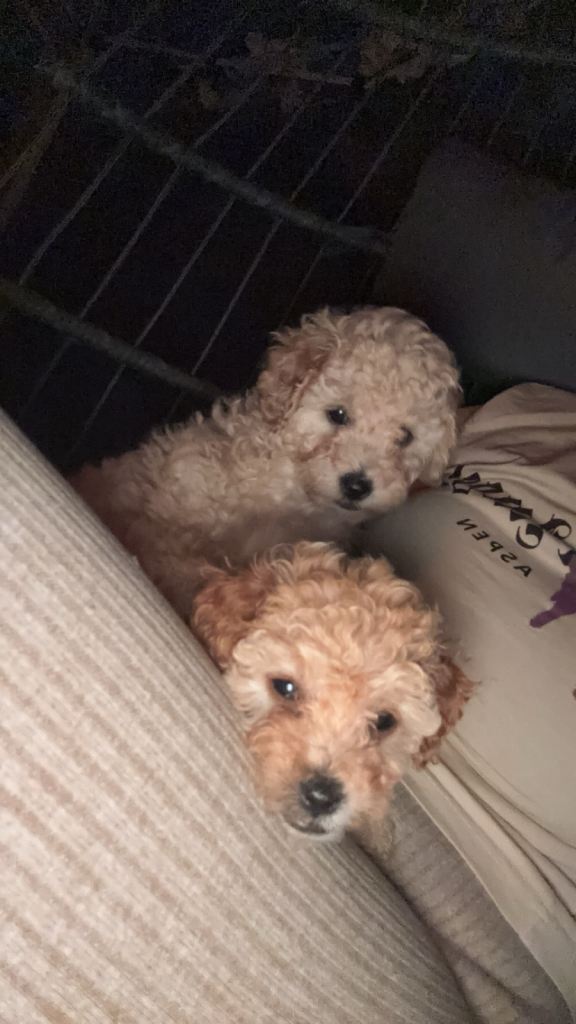 💙 Stunning F1 Cavapoo Puppies – Ready for Their Forever Homes 💙ONLY 2 LEFT!!!
