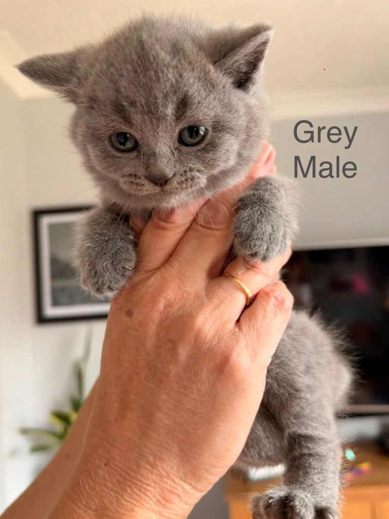 Blue British shorthair kittens 